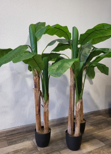 Plante verte - Bananier 